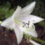 A closer peek at a hosta flower (Hosta)
