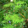Illinois Bundleflower (Desmanthus illinoensis)