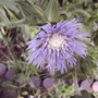 Stokes Aster (Stokesia laevis 'Omega Skyrocket')