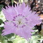 Bath's pink (Dianthus 'Bath's Pink')