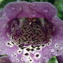 Another foxglove throat (Digitalis purpurea 'Camelot Rose')