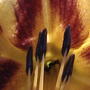 Center of Bonanza daylily (Hemerocallis 'Bonanza')
