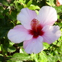 Dsci0052