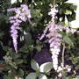 Pink Astilbe (Astilbe chinensis (Astilbe))
