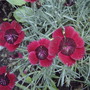 Dianthus 'Red Dwarf' (Dianthus 'Red Dwarf')