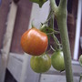 More tomatoes