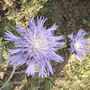 Stokes aster (Stokesia laevis 'Omega Skyrocket')