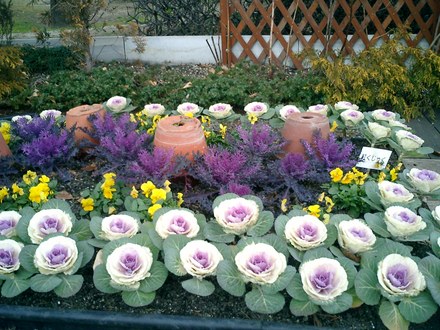 winter plants