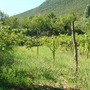 Someone's back garden full of cherries, olives and grapes (and more fruit trees I didn't recognise)