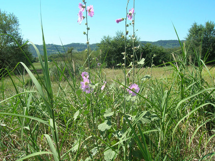 Locally called Malva (hollyhocks?)