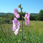 Dscn3010