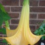 Brugmansia_002