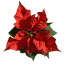 Poinsettia
