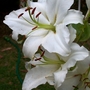 White Lilies (lilium species)