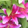 Pink lilies (lilium species)