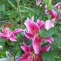 Star Gazer Lilies (lilium species 'Star Gazer')