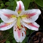 Lilium species (lilium species)