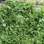 White Climber growing from over fence