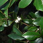Osmanthus burkwoodii (Osmanthus x burkwoodii (Osmanthus))