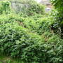Lots Of Nettles & Bindweed:)