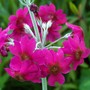 Primula (Primula japonica (Japanese Primrose))