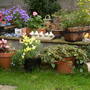 pond the end of august 