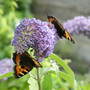 2 Tortoiseshells
