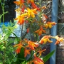 Crocosmia (Crocosmia)