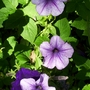 Petunia (Petunia)