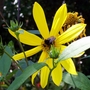 Bee on Perennial Sunflower (Helianthus)