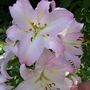 Lilium species (Lilium species)