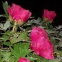 Tree Peonies