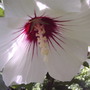 Hibiscus syriacus