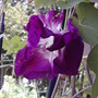 2008-08-08_020