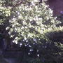 One of the original Rose of sharon shrubs (Hibiscus syriacus)