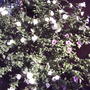 A closer look at the older shrubs (Hibiscus syriacus)
