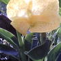 Canna (Canna 'Tropical Yellow')