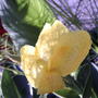 Canna (Canna 'Tropical Yellow')