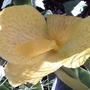 Canna (Canna 'Tropical Yellow')