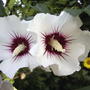 Rose of Sharon (Hibiscus syriacus)