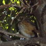 Young Robin in a tree