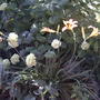 Bonanza daylillies & Annabelle Hydrangea