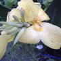 Yellow canna (Canna 'Tropical Yellow')