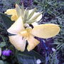 Yellow canna (Canna 'Tropical Yellow')