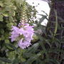 Physostegia virginiana
