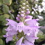 Physostegia virginiana