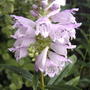Physostegia virginiana
