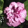 Double pink Rose of Sharon (Hibiscus syriacus)