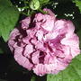 Double pink Rose of Sharon (Hibiscus syriacus)