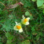 Wild flowers